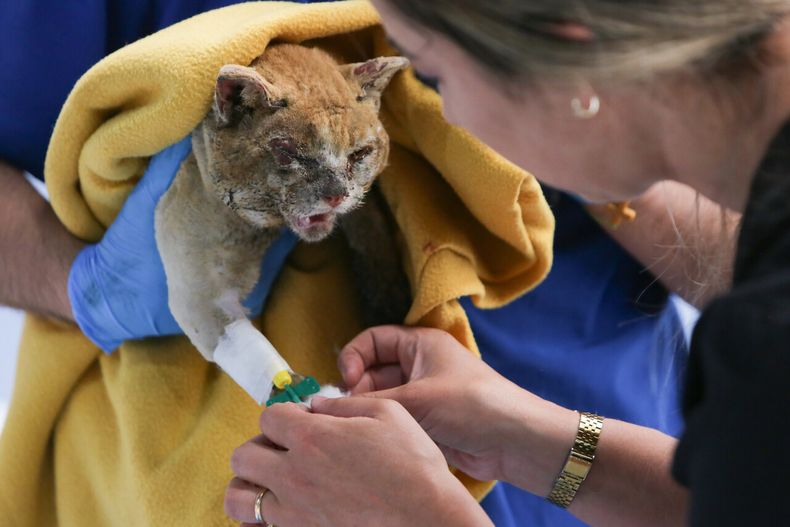 18357 gato incendio.jpg