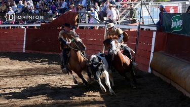 El Desconcierto | 4690 dos jinetes a caballo rodeando a un novillo en el rodeo.jpg