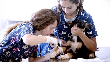 Suprema ordena tramitar recursos de veterinarios contra IVA a servicios