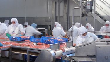 Salmones de Sangre: Estudio revela que muere un trabajador al mes en la industria salmonera