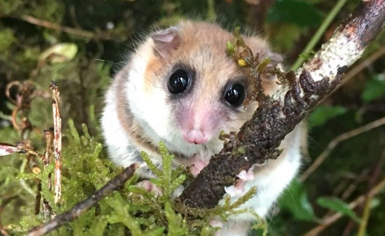 Monito del monte 1 e1715130678918.jpeg