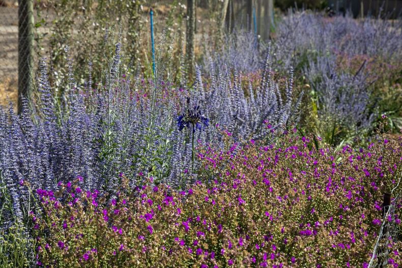 JARDINES POR LA BIODIVERSIDAD.jpg