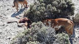 Fauna silvestre y ganado: Más allá de los perros ferales Fauna silvestre y ganado: Más allá de los perros ferales