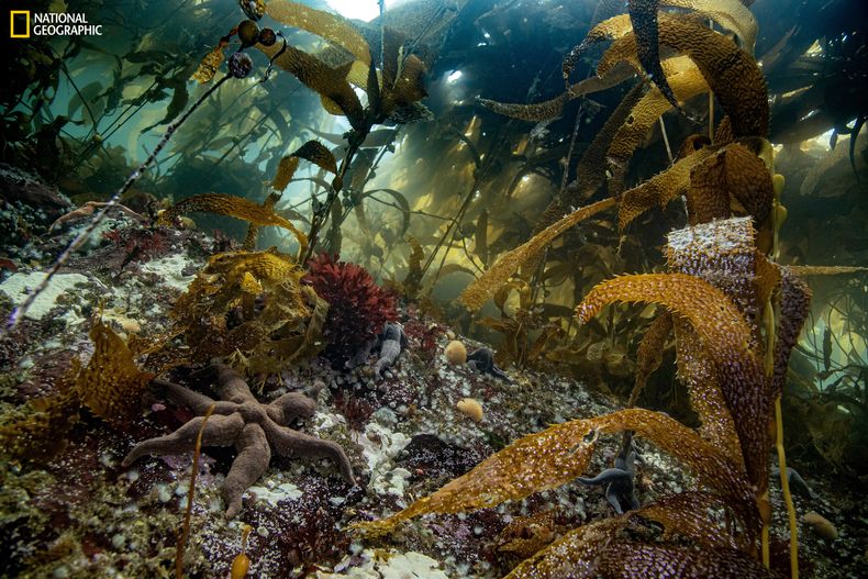 Reserva Kawesqar Manu San Felix NatGeo.jpg