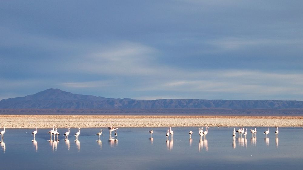 Comunidad atacameña rechaza resolución del SEA que permitirá a proyecto minero explorar el Salar de Atacama sin Evaluación de Impacto Ambiental