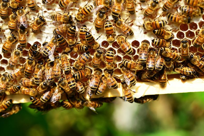 honey bees 401238_1280.jpg