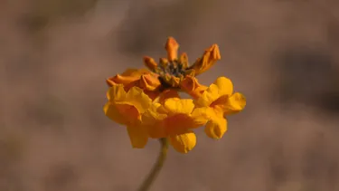 El Desconcierto | 14487 a uno 1590593.webp