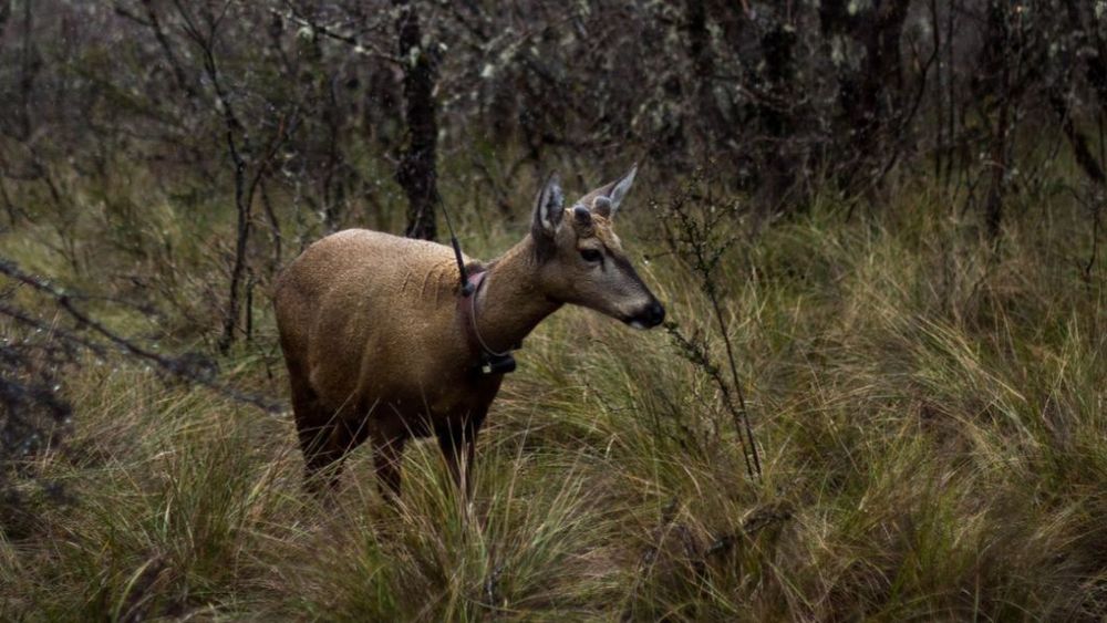 Huemul / Agencia Uno