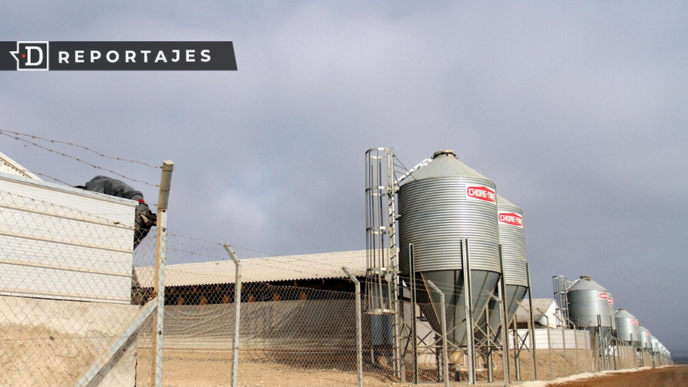 Dos autopsias y multimillonaria indemnización: la historia del trabajador fallecido cuya familia lucha contra Agrosuper