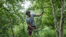 Huelemu: El proyecto que transformó un campo de cultivos degradado en un bosque