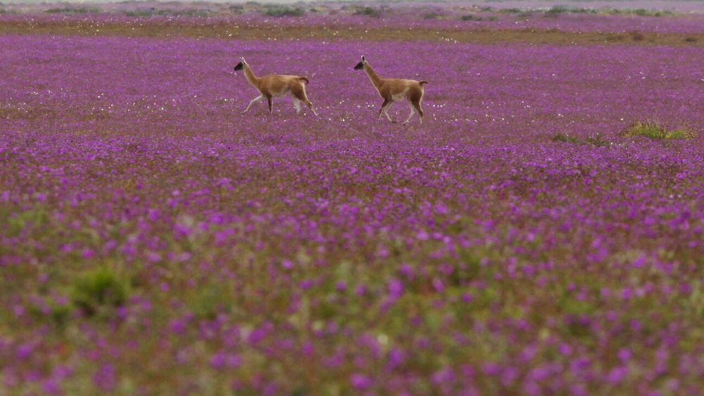 Biodiversidad de Chile. Biodiversidad de Chile.