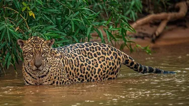 Gobierno de Lula da Silva en Brasil amplía en 70% dos áreas protegidas en el Pantanal para combatir cambio climático