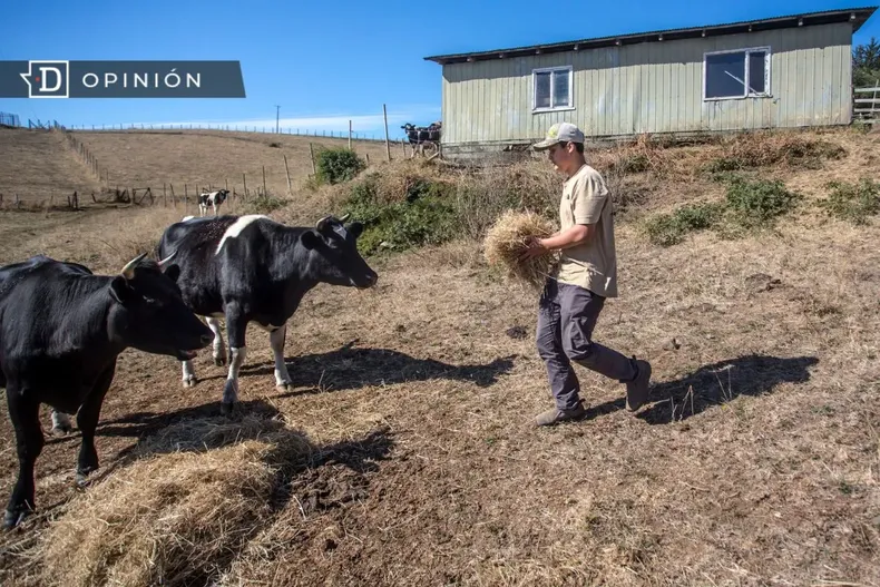 22941 campesino alimentando a unas vacas.webp