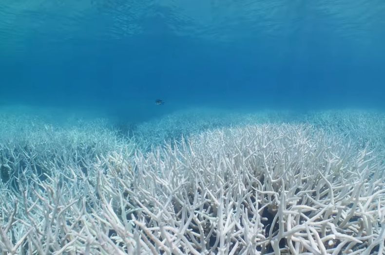 24150 arrecifes coral.jpg