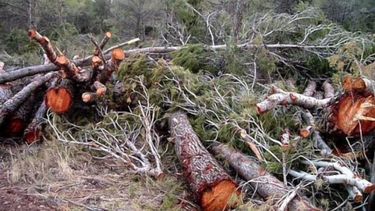 Jueza condena a pagar $22 mil millones a comunidad Huilliche por tala ilegal en Chonchi y Quellón