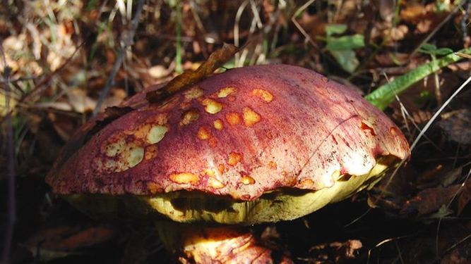 Hongo Butyriboletus loyo (loyo).&nbsp;Diego Alarcón.&nbsp;