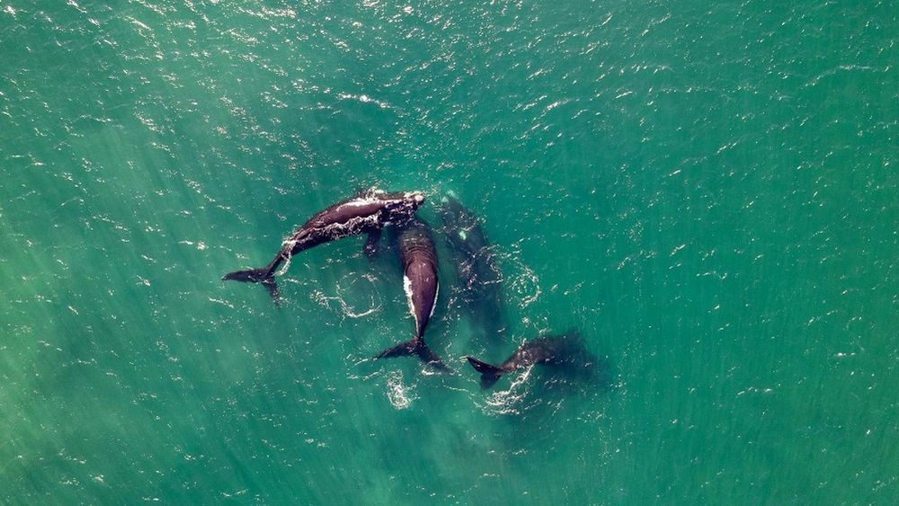 Descubren que orcas del sur de Chile están aprendiendo a cazar ballenas de otras especies
