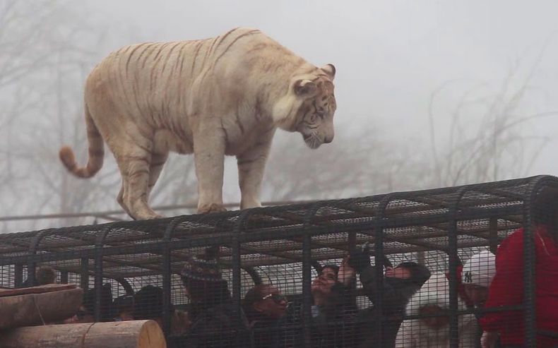 Safari.jpg
