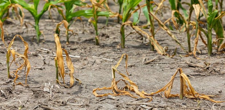 plantas podran adaptarse al cambio climatico 1.jpg