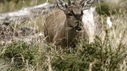 El Huemul: el animal de Chile y Argentina que ha recibido el apodo de ciervo fantasma