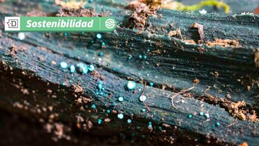Científicos crean ladrillos para la construcción a base de raíces de hongos, paja y virutas