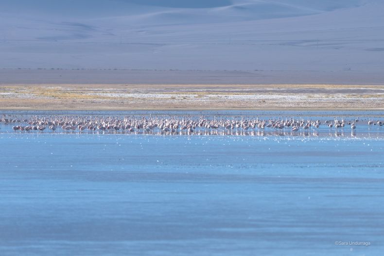 Flamencos andinos encuentran refugio en Maricunga mientras avanza la exploración de litio