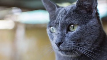 GatoFest 11: La gran fiesta de la adopción regresa al Centro Cultural Estación Mapocho