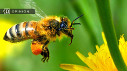 Abejas: más que miel