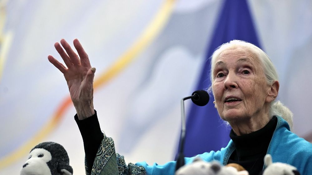 Jane Goodall llama a Chile y al mundo a aliviar la pobreza para reducir la degradación ambiental