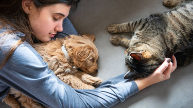 Tu mascota puede tener Influenza y no saberlo: más del 50% de perros y gatos en Chile dio positivo al virus.&nbsp;