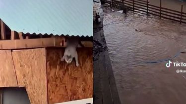 Le quedan seis vidas: La increíble historia del gatito que sobrevivió luego de arrojarse al Río Cachapoal
