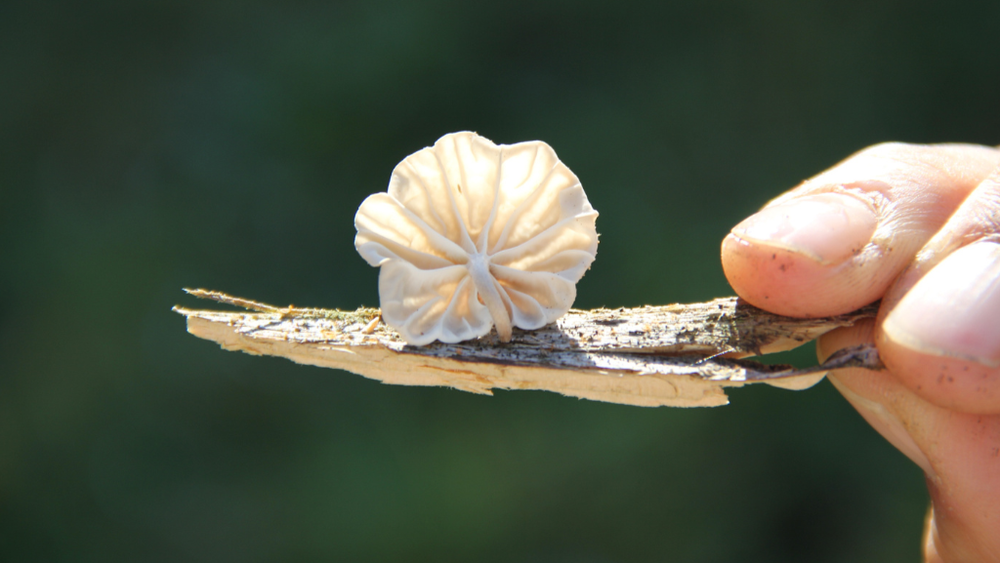 Poderes ocultos del reino fungi: Crece el uso de hongos para restauración ambiental, salud mental y alimentación