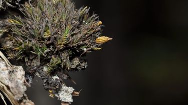 Descubren nueva especie de musgo en Coquimbo: Destacado por prestigiosa revista científica
