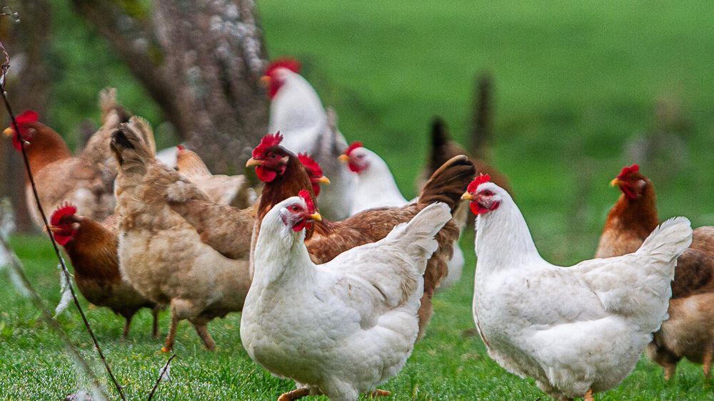Imagen referencial sobre gallinas libres y bienestar animal
