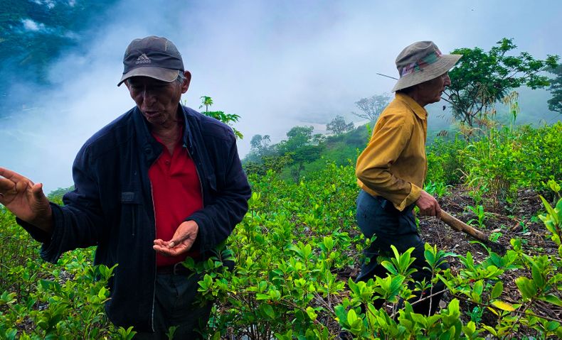 Hermanos Genaro y Ricardo Ccahuana, agricultores tradicionales de coca. Mazapata, La Convención, Perú.