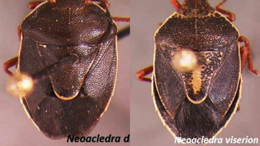Bautizan con nombres de dragones de Game of Thrones a dos nuevas especies de insectos chilenos