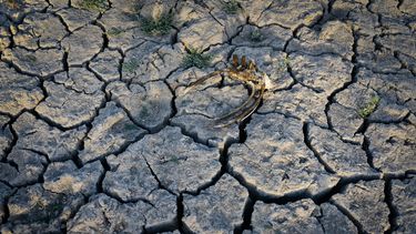 El Desconcierto | Aculeo_sequia_NicoleKramm_fotoreportaje_Desc 12.jpg