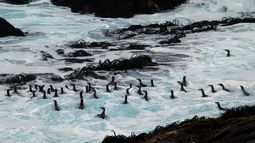 Comunidad de La Higuera reacciona a corrupción entre Caso Dominga y Arista Muñeca Bielorrusa: La biodiversidad está en peligro”