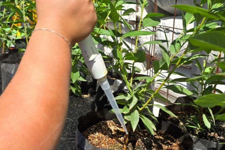 Ciencia: el grupo microbiano trabaja sin competir entre sí para abordar la sequía.