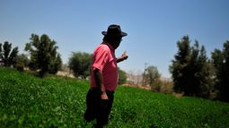 Imagen referencial sobre agro - Agencia Uno