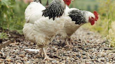 Francia sólo permitirá huevos de gallina feliz a partir de 2022