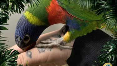 Aves exóticas se toman las vacaciones de invierno en Santiago.&nbsp;