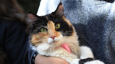 El Desconcierto | Foto referencial de un gato Agencia Uno.jpeg