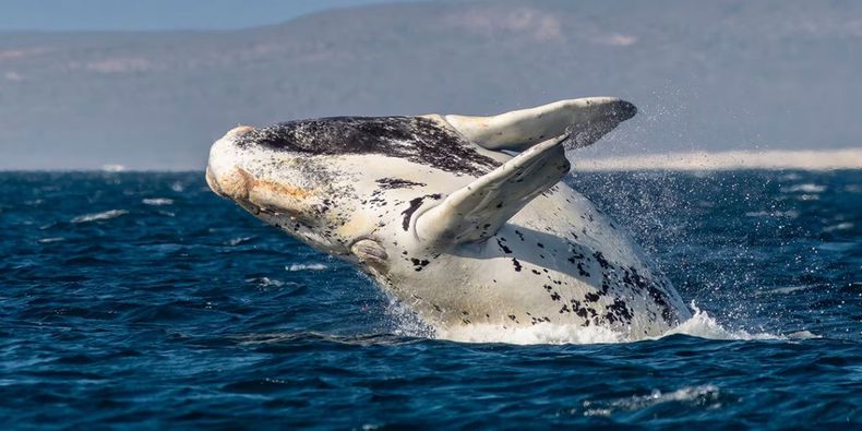 Ballena franca austral.&nbsp;