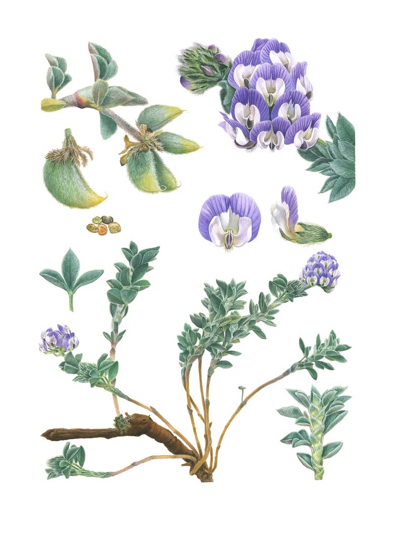 Garbancillo, Astragalus trifoliatus - Libro sobre plantas nativas de Chile