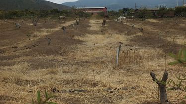 Gobierno de Bachelet habría ocultado informe sobre el robo del agua en Petorca