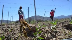 Soberanía Alimentaria y debate constituyente: Una mirada desde las organizaciones campesinas