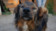 Proyecto de ley endurece penas por maltrato animal. Créditos: Agencia Uno. Proyecto de ley endurece penas por maltrato animal. Créditos: Agencia Uno.