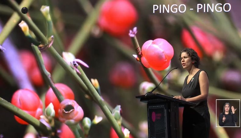 PINGO PINGO.jpg
