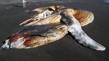 Nasa señala posible relación entre tormentas solares y varamiento de animales marinos
